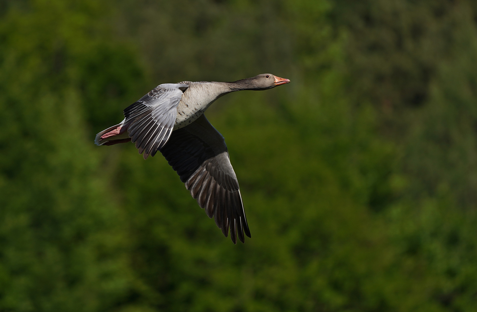 Graugans im Flug