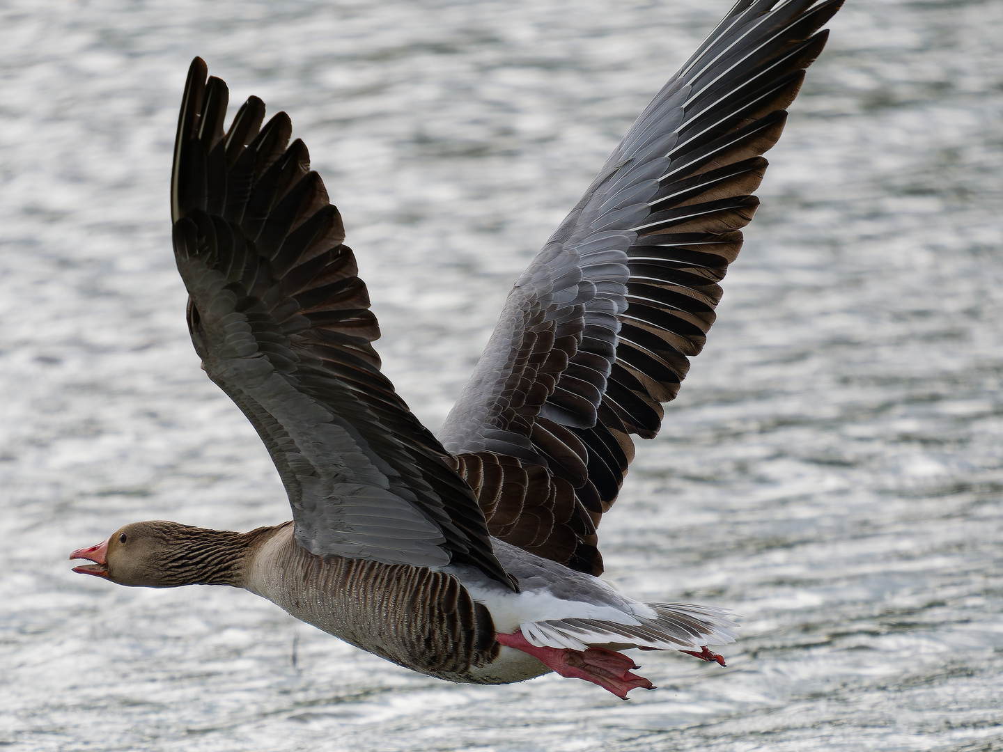 Graugans im Flug II