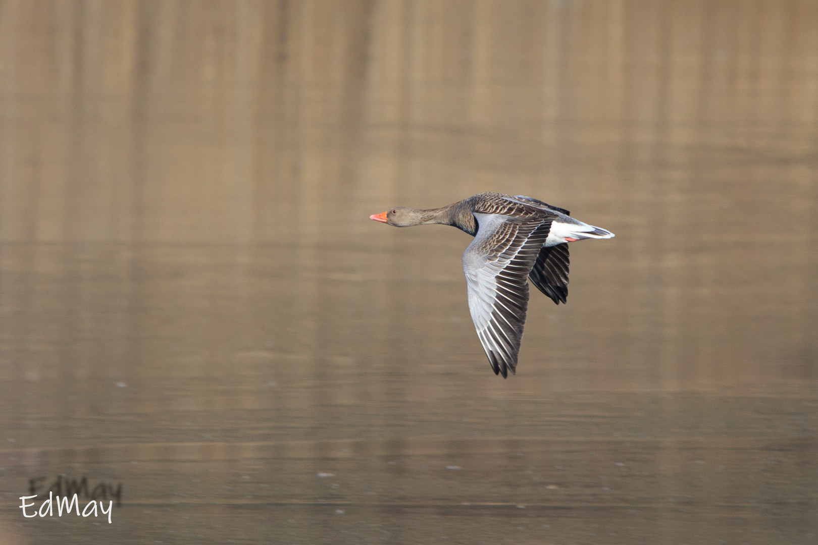 Graugans im Flug über dem Neckar