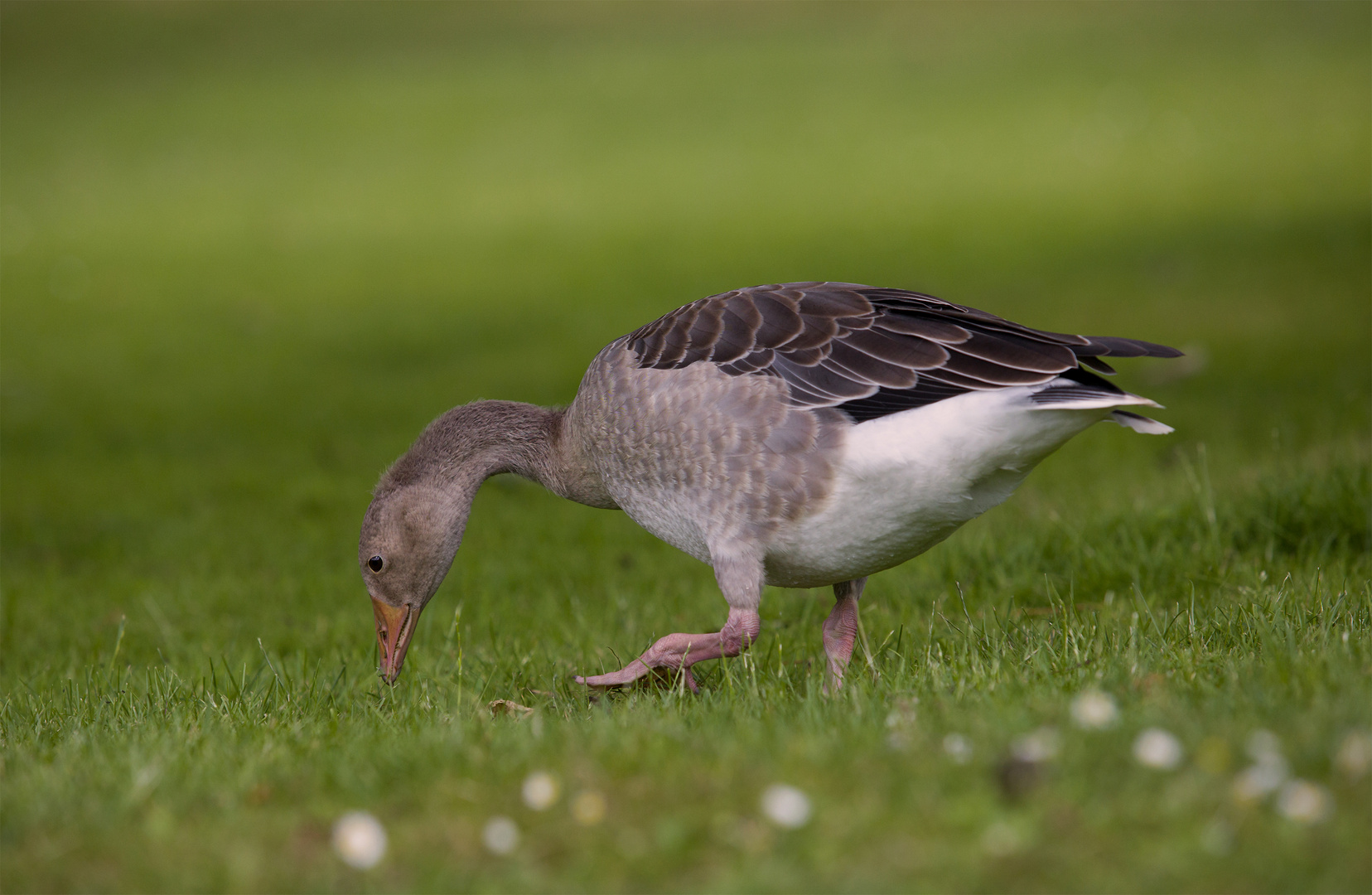 Graugans im Grünen