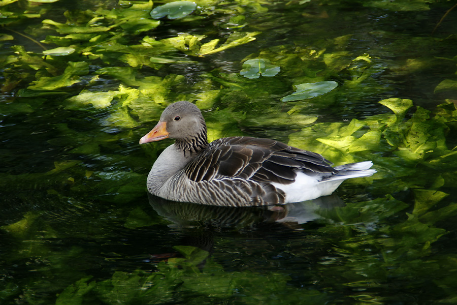 Graugans im grünen See