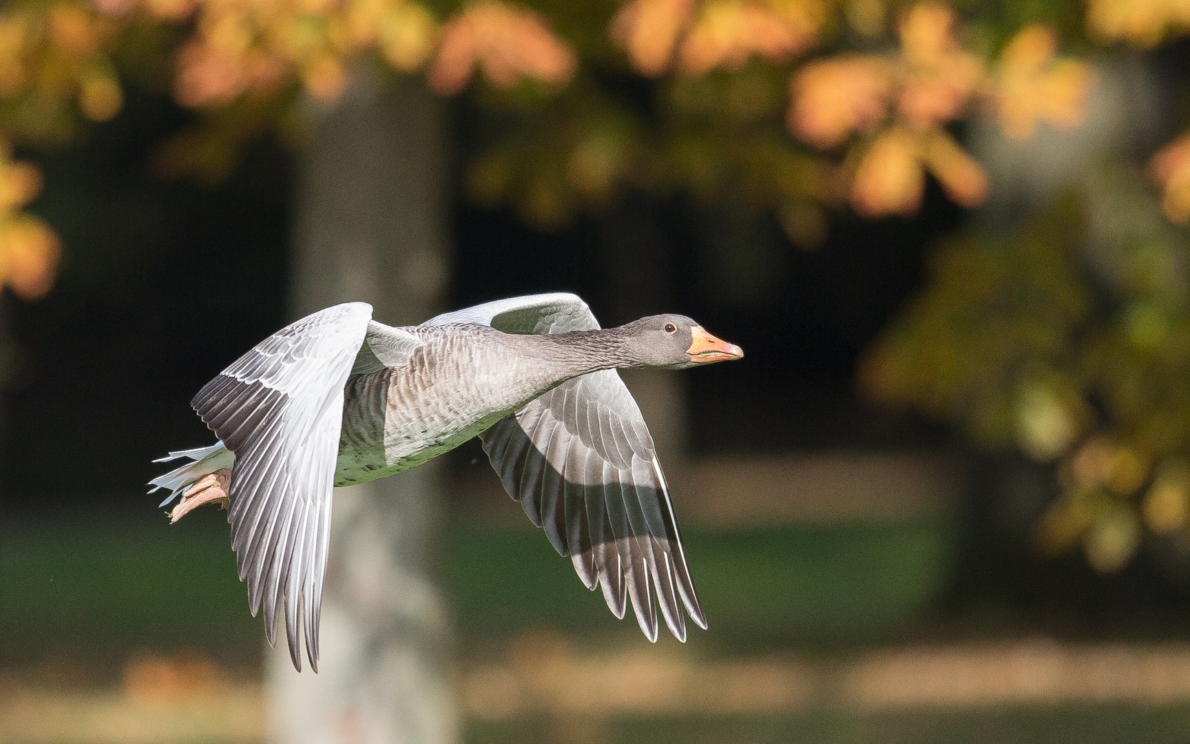 Graugans im Herbst