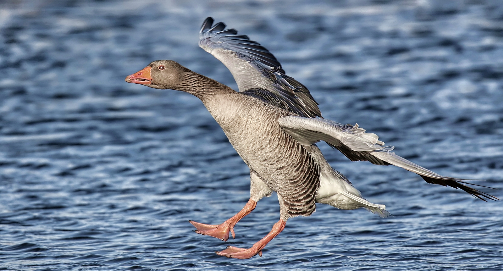 Graugans im Landeanflug