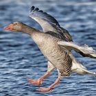 Graugans im Landeanflug