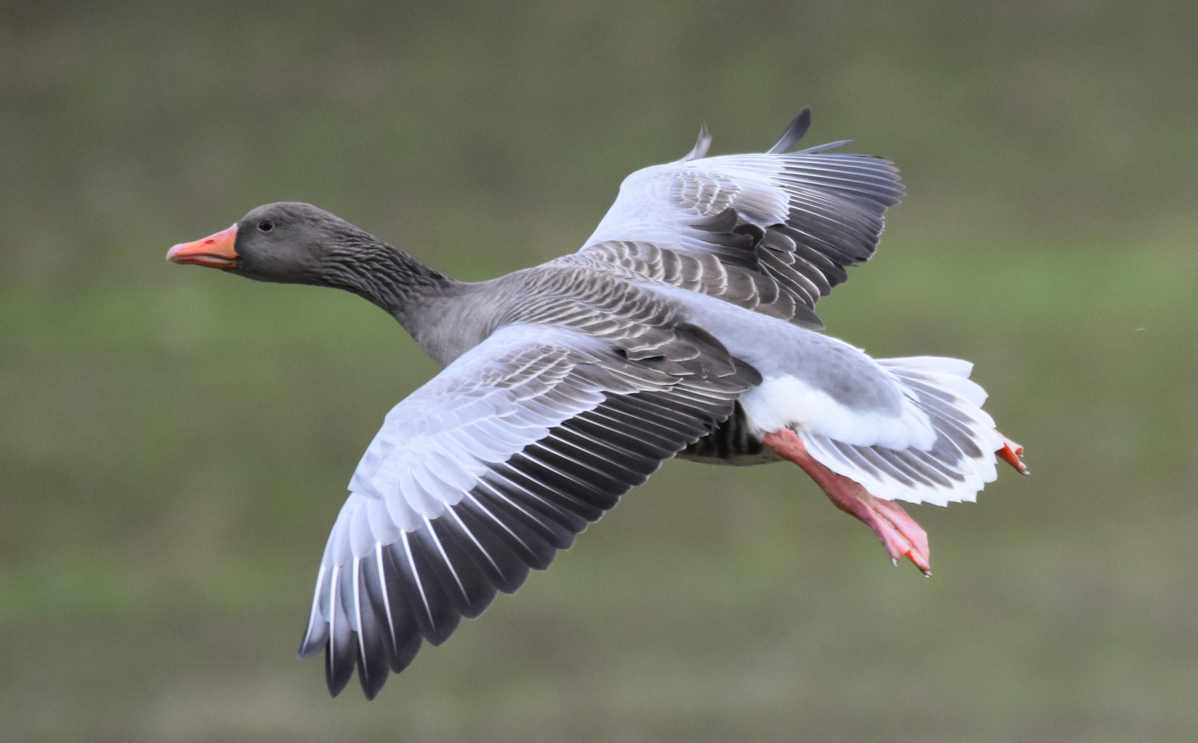 Graugans im Landeanflug