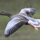 Graugans im Landeanflug