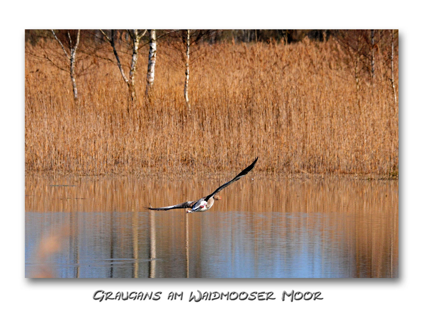 Graugans im Landeanflug