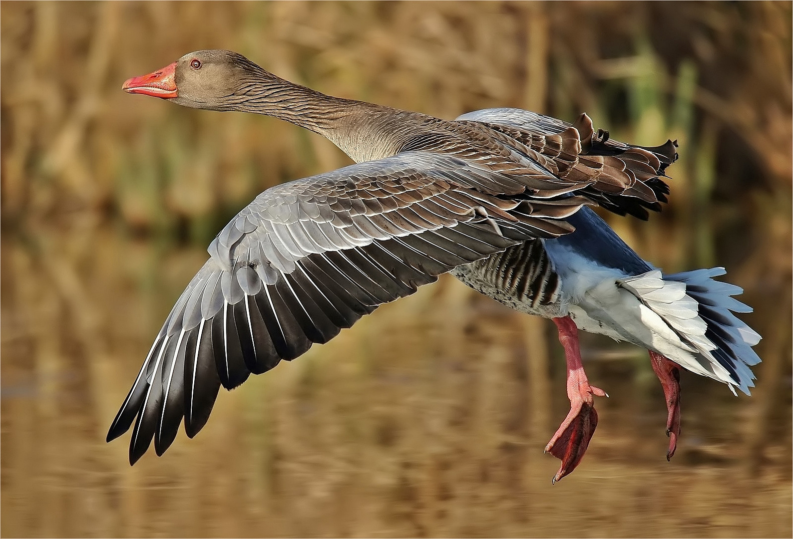 "Graugans im Landeanflug"