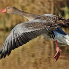 "Graugans im Landeanflug"