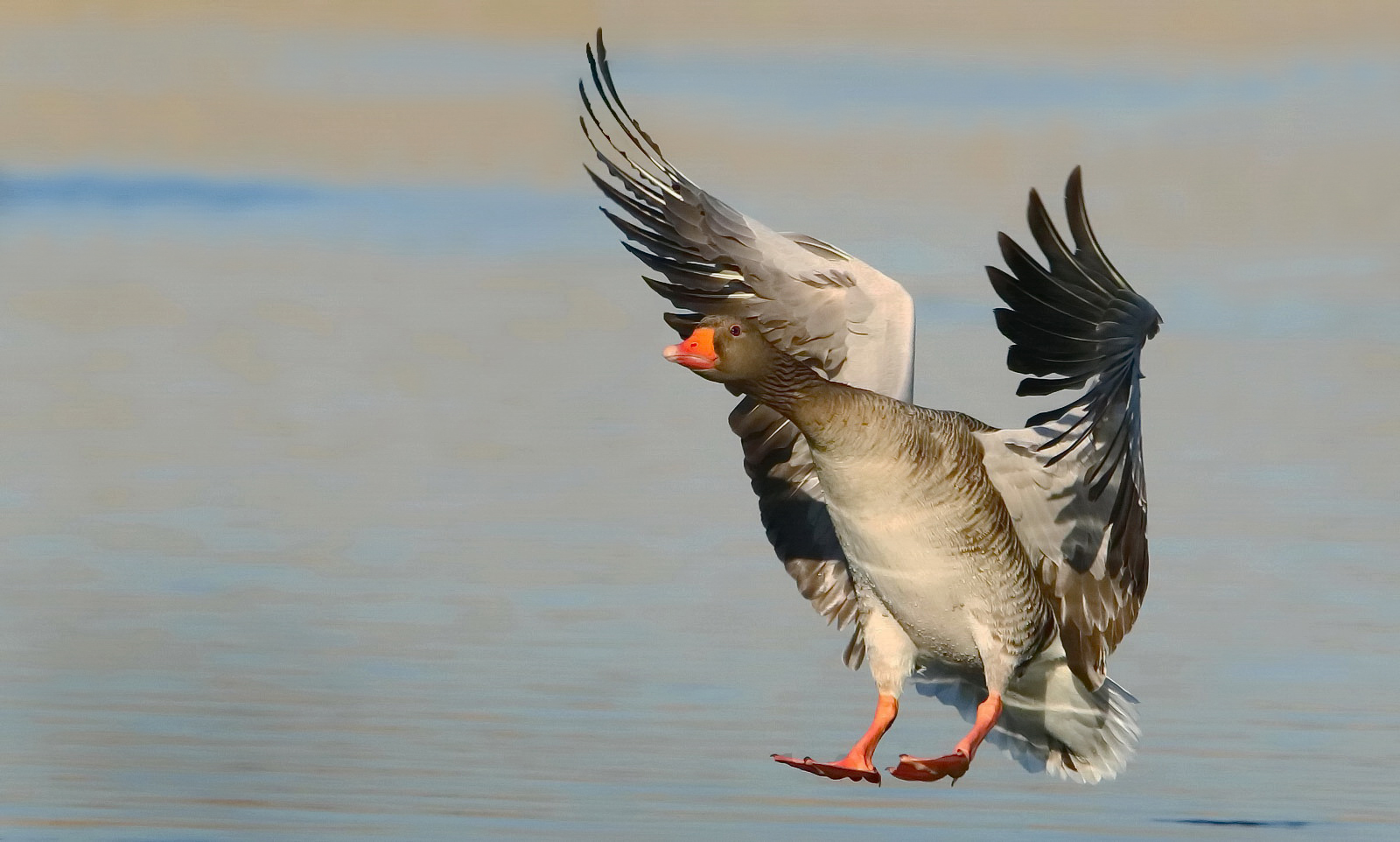 Graugans im Landeanflug