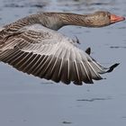 Graugans im Landeanflug