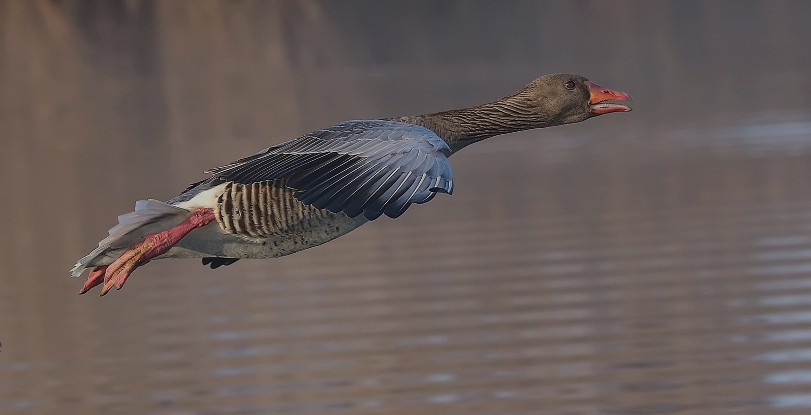 Graugans im Landeanflug