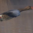 Graugans im Landeanflug