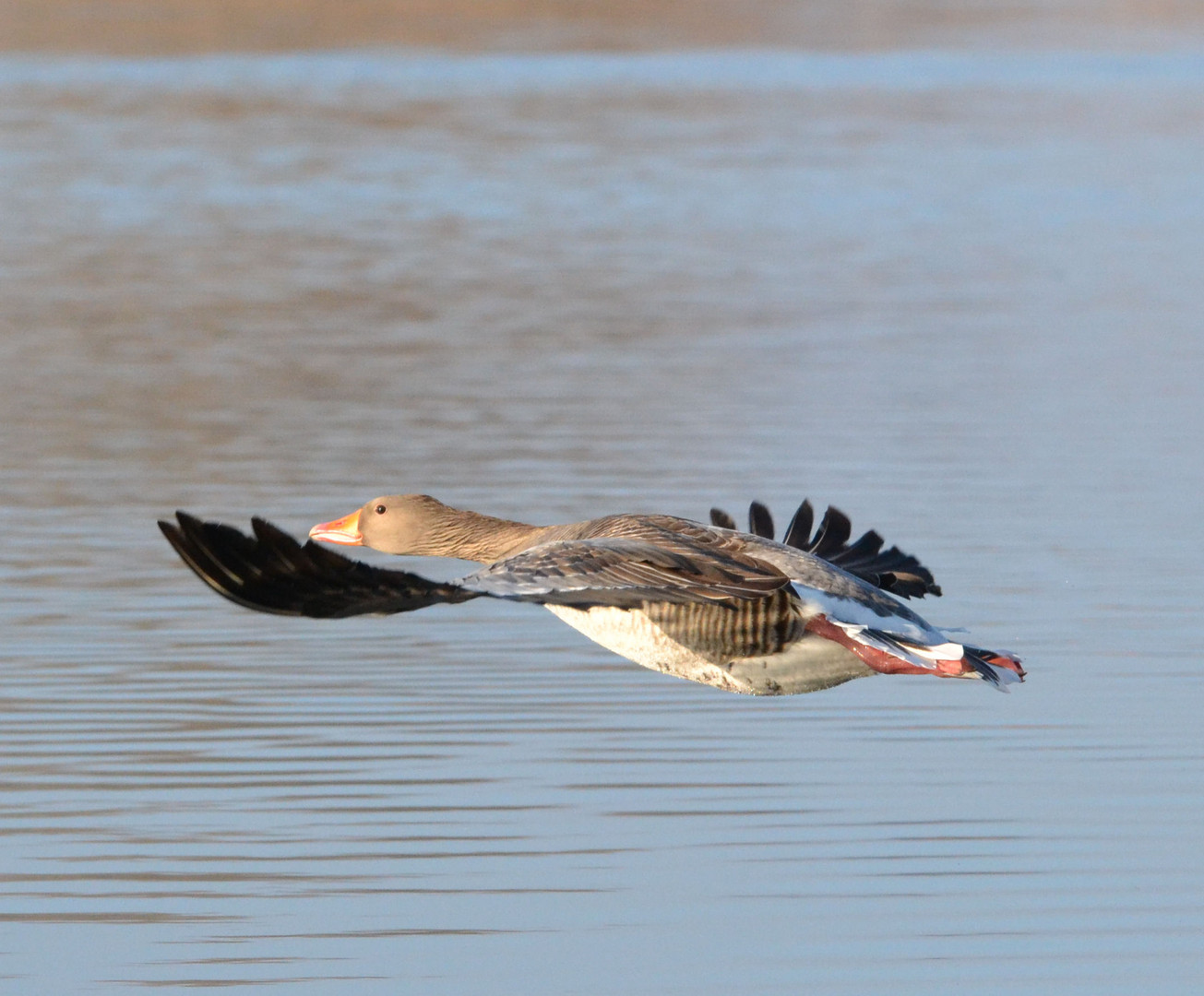 Graugans im Landeanflug