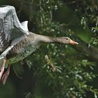 Graugans im Landeanflug