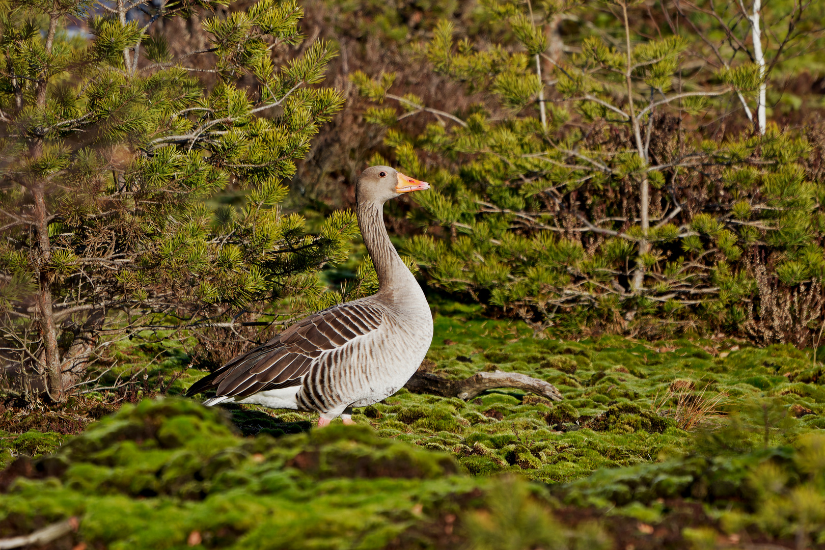 Graugans im Moor