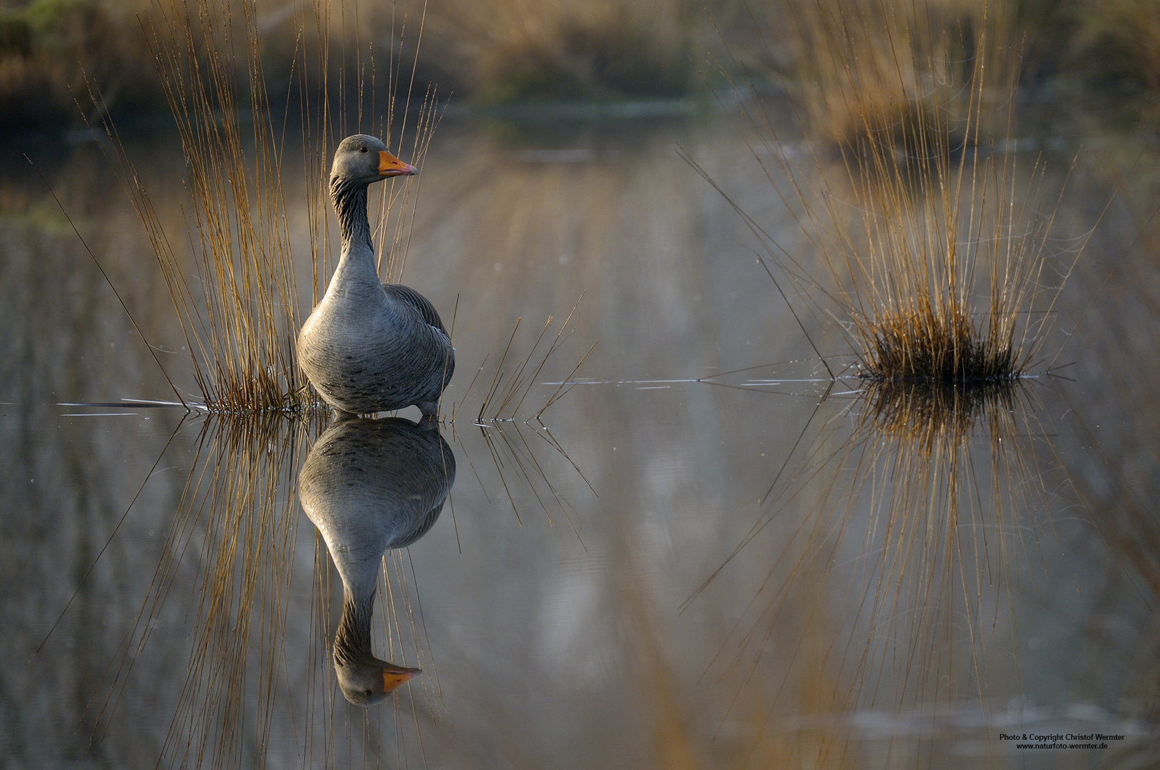 Graugans im Moor