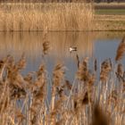 Graugans im Naturschutzgebiet.