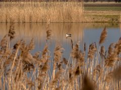 Graugans im Naturschutzgebiet.