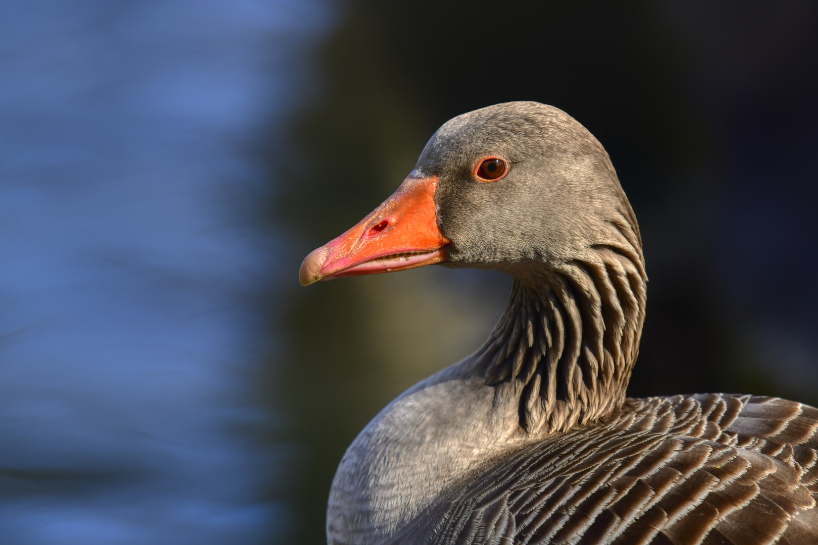 Graugans im Portrait