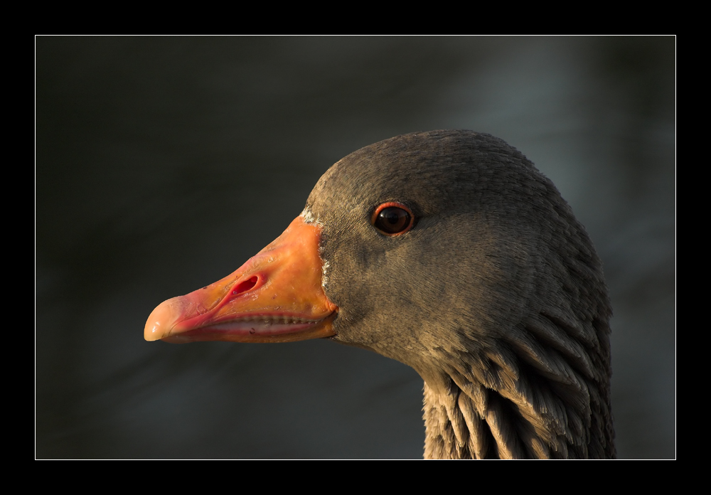 Graugans im Portrait