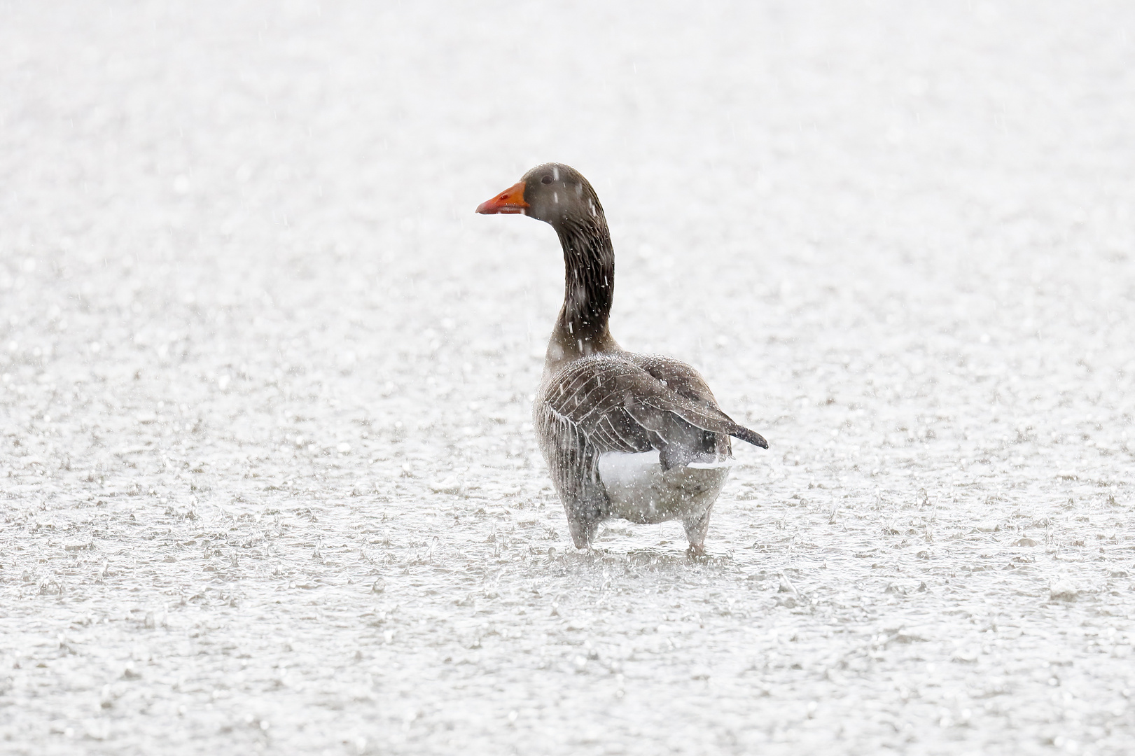 Graugans im Regen