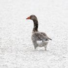 Graugans im Regen