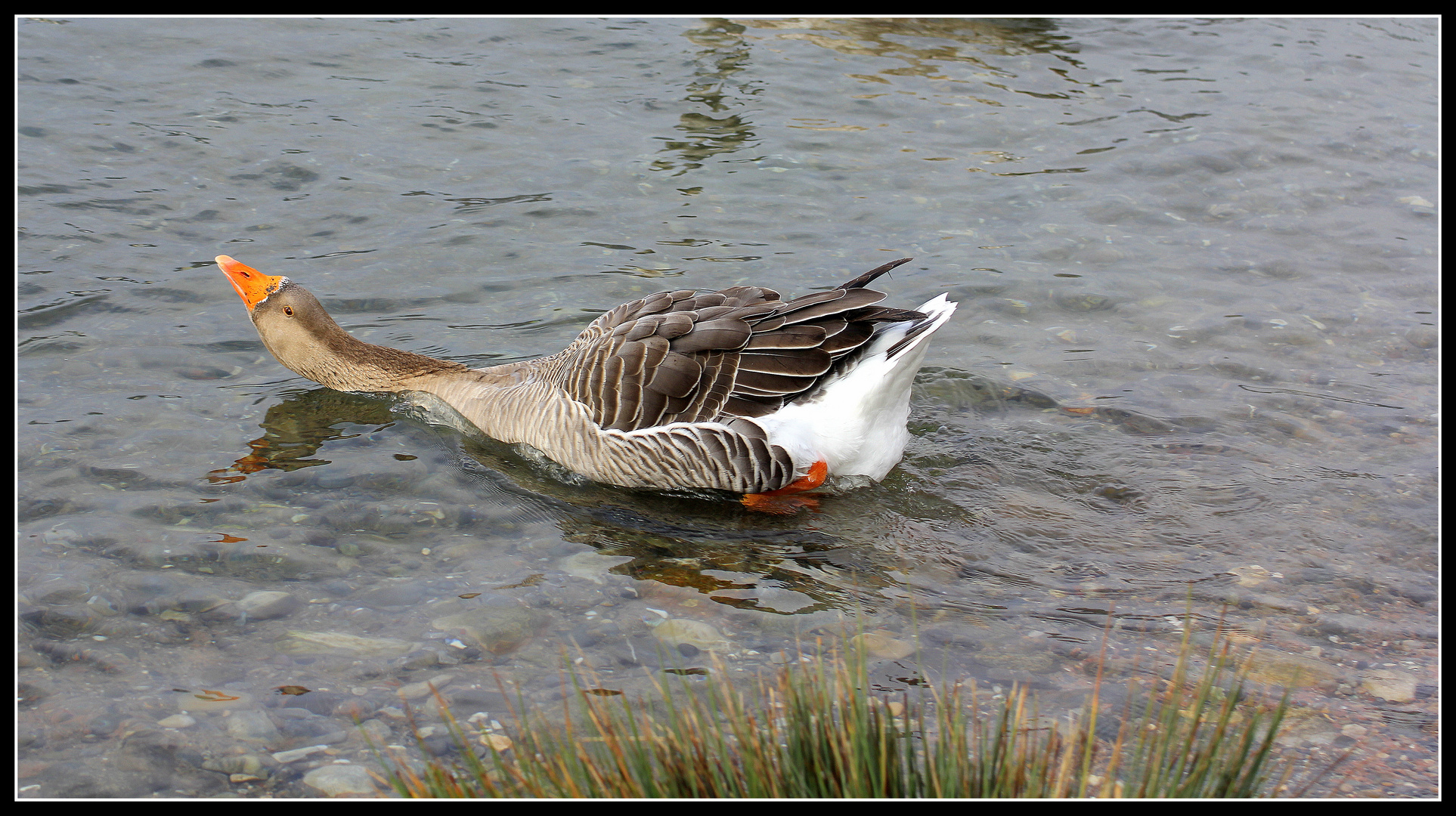 Graugans im Rhein