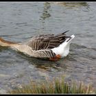 Graugans im Rhein