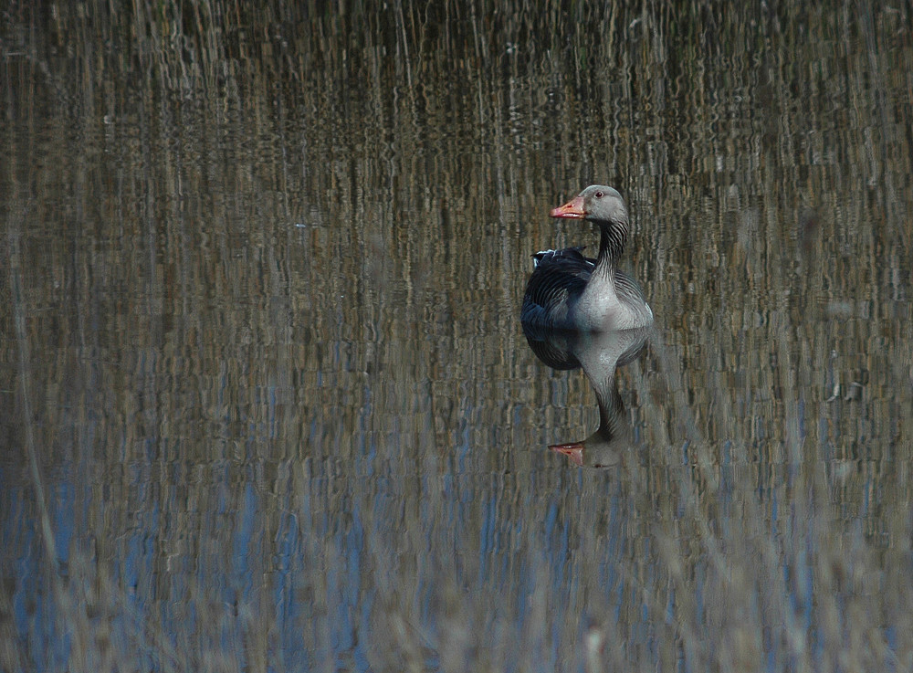 Graugans im Schilf