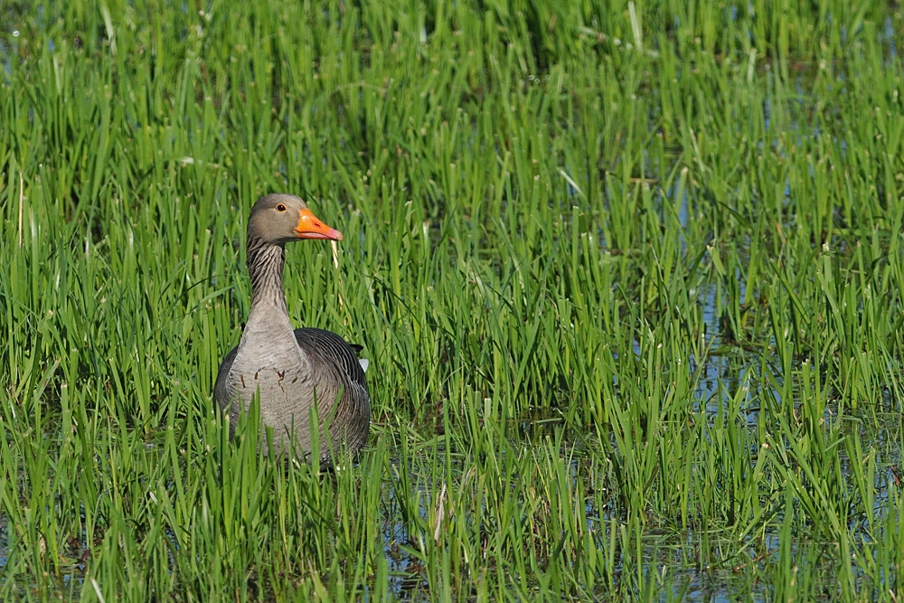 Graugans im Schlaraffenland