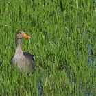 Graugans im Schlaraffenland