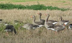 Graugans im Schlaraffenland