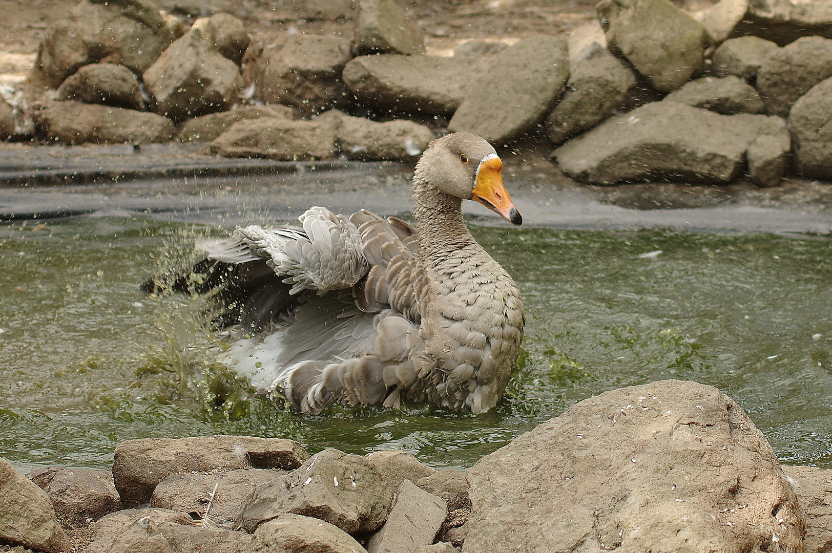 Graugans im Teich