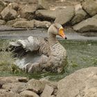 Graugans im Teich