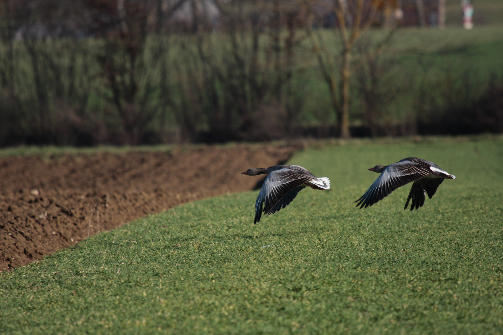 Graugans im Tiefflug