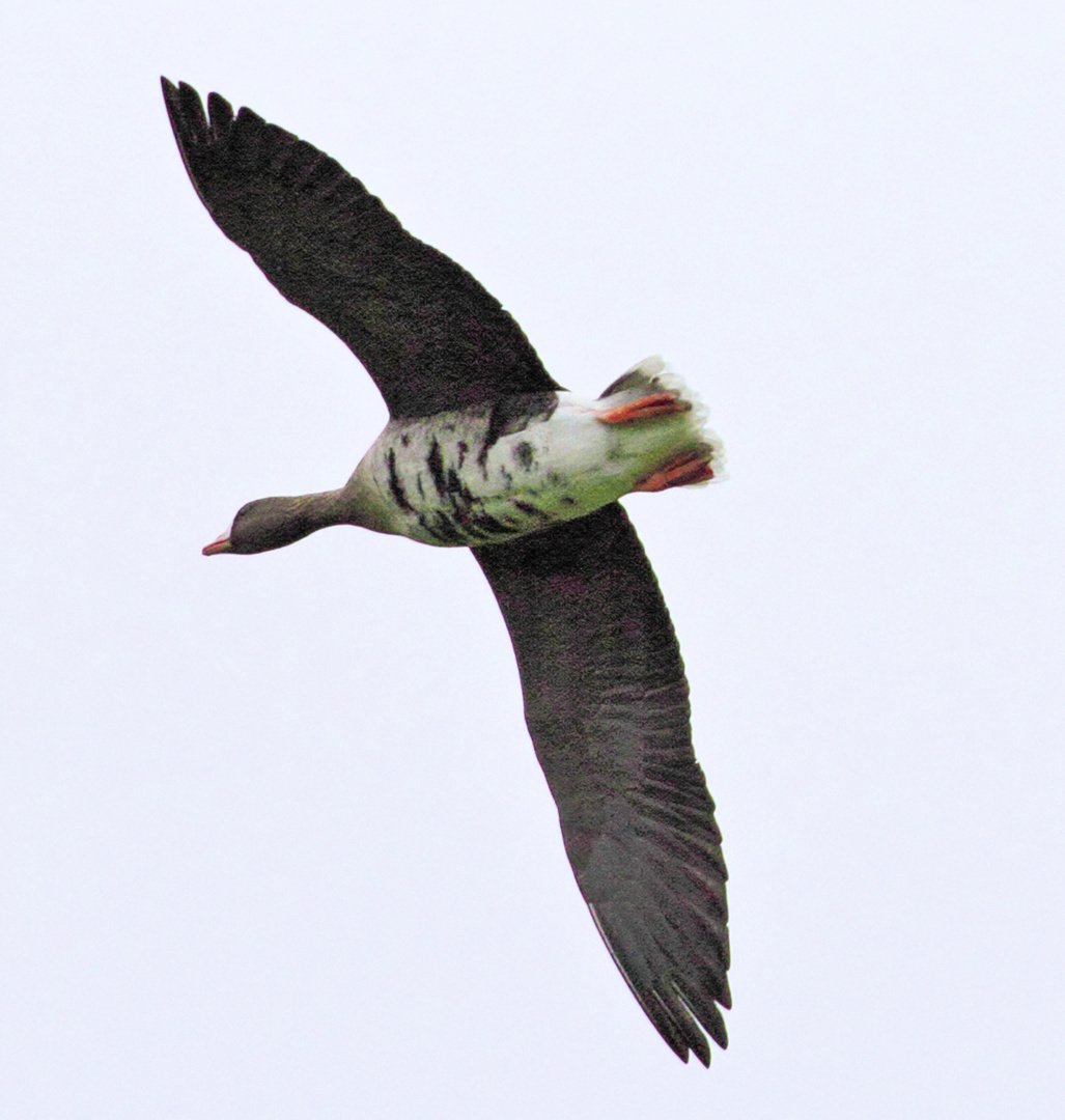 Graugans im Überflug