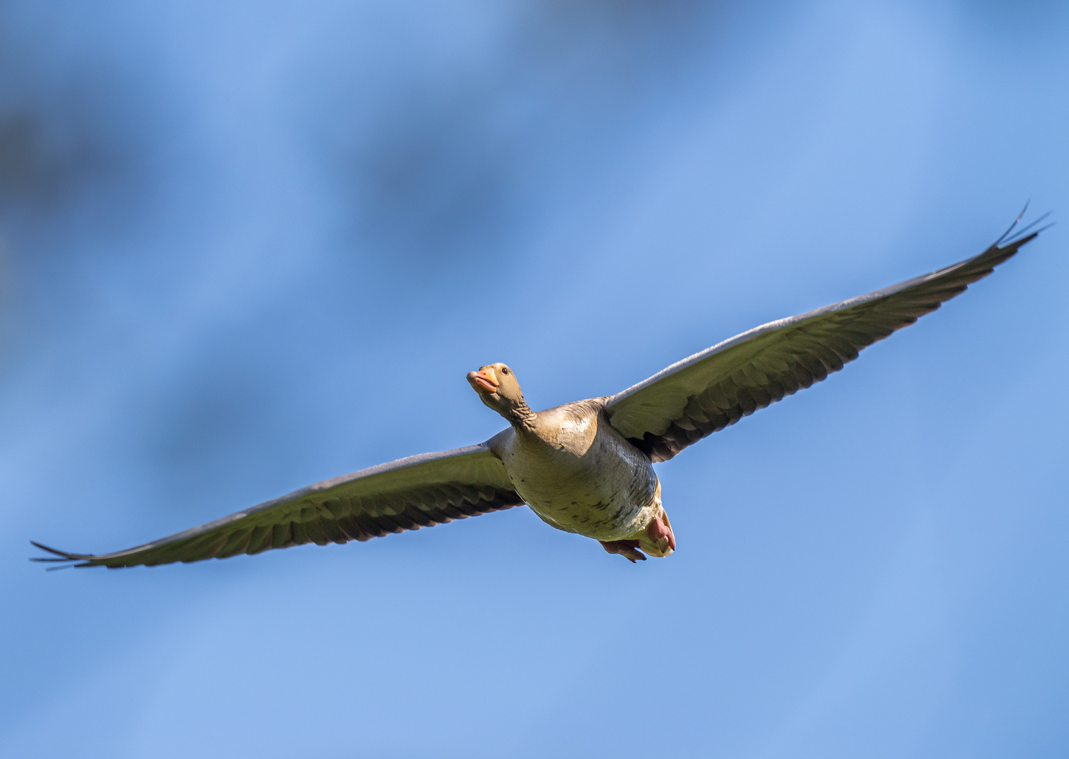 Graugans im Überflug