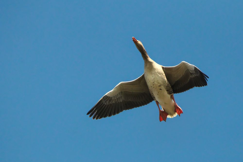 Graugans im Überflug