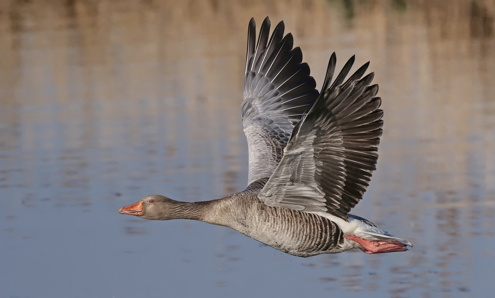 Graugans im Vorbeiflug