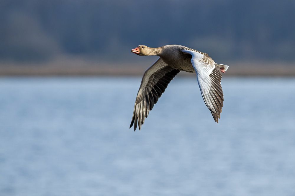 Graugans im Vorbeiflug