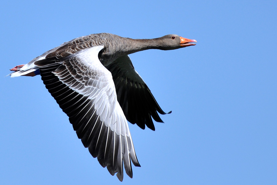 Graugans im Vorbeiflug