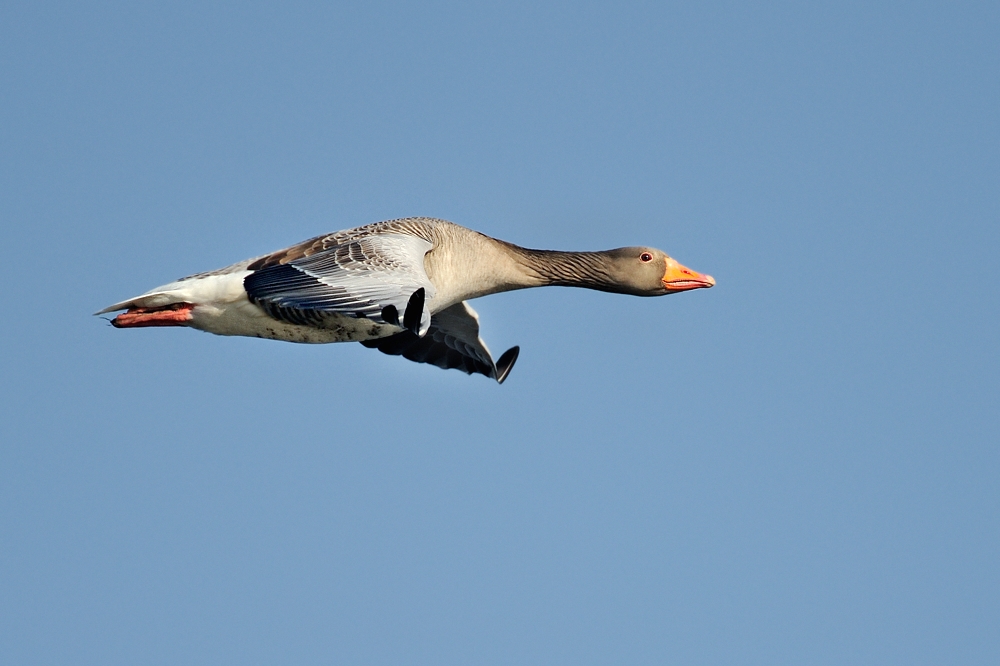 Graugans im Vorbeiflug