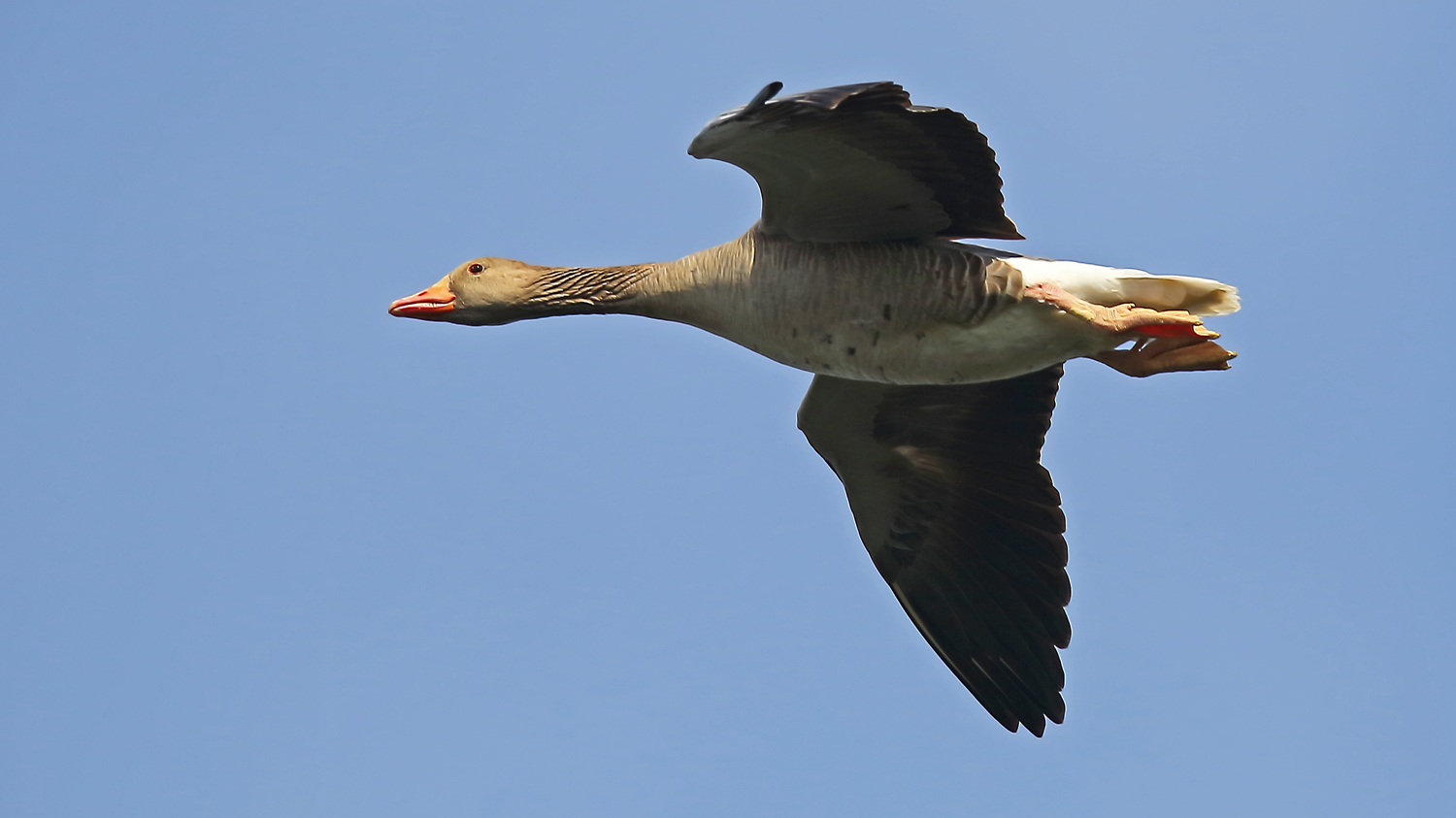 Graugans im Vorbeiflug