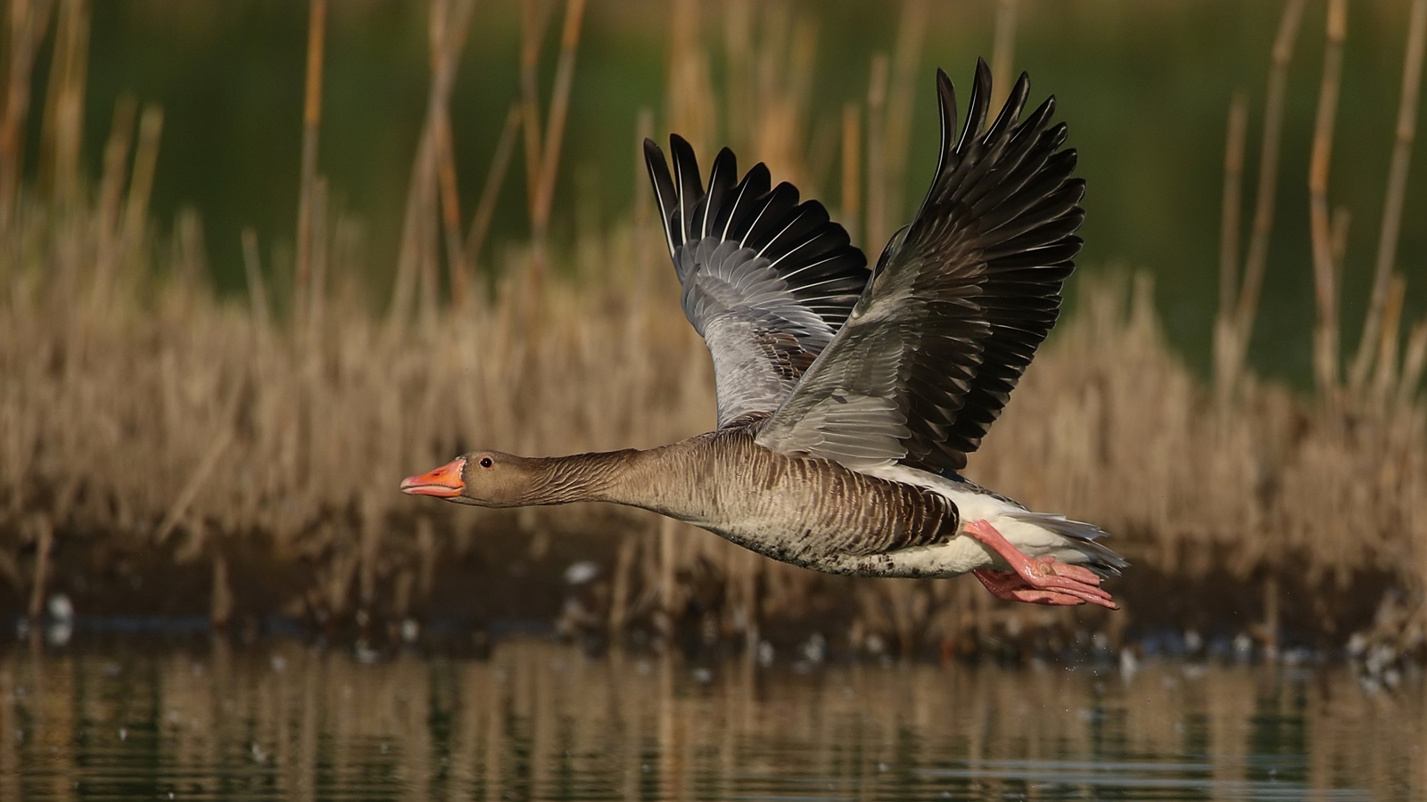 Graugans im Vorbeiflug 