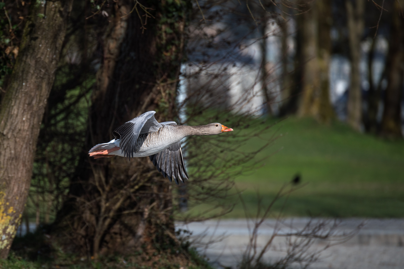 Graugans im Vorbeiflug