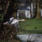 Graugans im Vorbeiflug