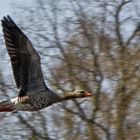 Graugans im Vorbeiflug