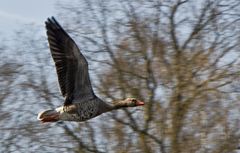 Graugans im Vorbeiflug