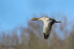 Graugans im Vorbeiflug